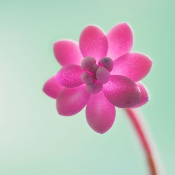 Meet your Posher, Lillian - Picture 1 of 1